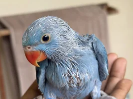 Mutation Help