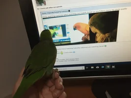 screenshots of PF before update