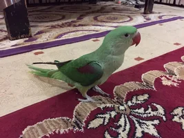 New Owner of alexandrine parrot