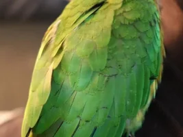 New Conure Owner / Concern