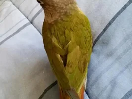 Molt or Not?