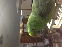 panama or yellow naped?