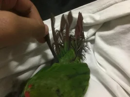 My bird is destroying its tail!