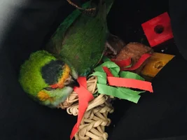 DECEMBER 2018 POTM Contest