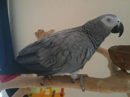 Bird Sitting!