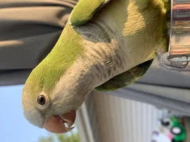 New parrot fan here