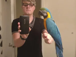 Bolivian Blue and Gold Macaw Subspecies