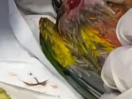 My Conure may not survive. Advice needed...