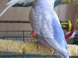 Looking for Specific Naturally Molted Lovebird Feathers for Crafting