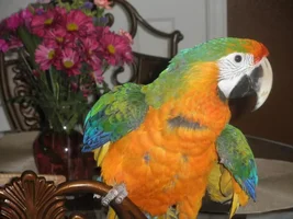 How much did you pay for your Macaw..