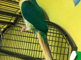 Conures Species Information