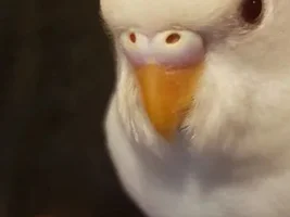 Confused with sex of budgies with different mutaions!
