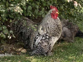 Chickens!
