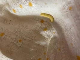 Help! Parrot yellowish white poop