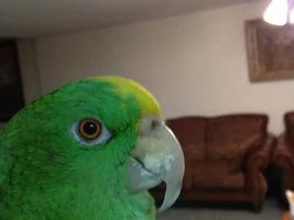 name this amazon?!