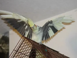 SEPTEMBER POTM "Show us your wings"