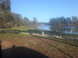 Enjoying a pandemonium of parrots