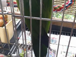 Urgent Rehoming to Us
