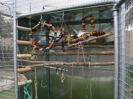 Outdoor Aviary- FINALLY!