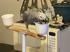Large Parrot Photo Thread