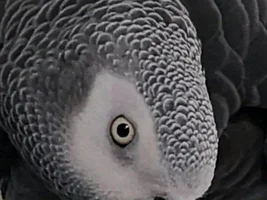 How many birds in parrot forums ?