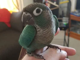 New conure owner - seeking advice