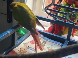Tail feathers