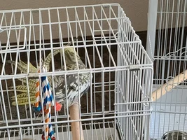 Hickory Bird Mart report