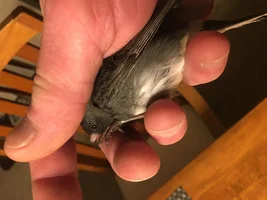 Help for the Wild Guys