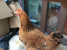 Chickens!