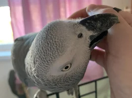 Average healthy weight for Congo African Grey?