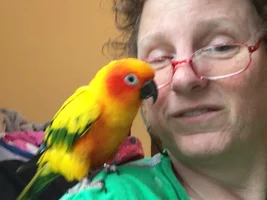 SIX budgies, a Conure, and a fiddle