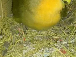 Lucy's first egg