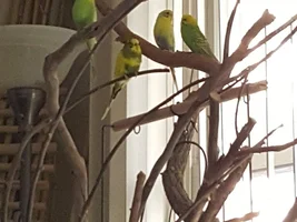 Question about Bamboo