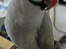 Indian Ringneck Parrot bleeding from his cheek (right side of his face). Vet said nothing's wrong.