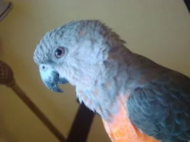 Questions about panic attacks/shyness in Red Bellied Parrot