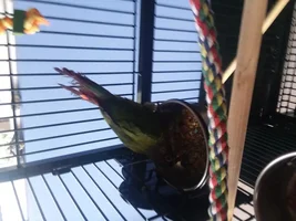 Ruffled Tailfeathers