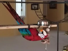 Introducing Myself (And the Flock)