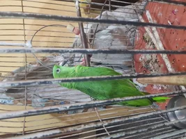 Coco the Parrot some advice please