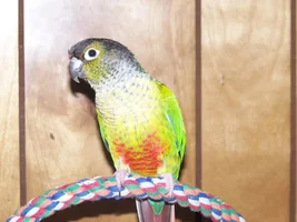My second :) introducing Cooper