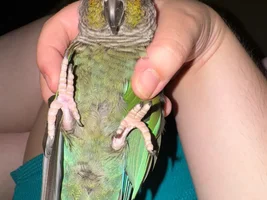 my 2 conures are sleeping on the bottom of their cages..are they okay?