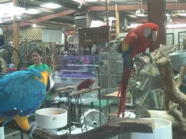 Macaw's & Other Birds i help with