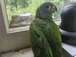 Drawing your birds