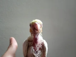 Baby Cockatiel Feathers