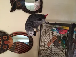 New to parrot forum