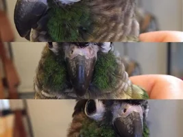 Crusty beak?