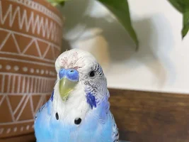 Is this just molting?
