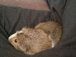pizu and his piggies