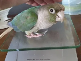 Ornithology: Share and discuss scientific articles on parrots!
