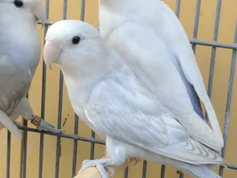 Help needed please!